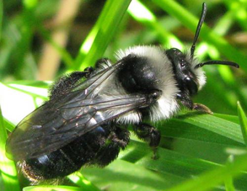 Andrena cineraria