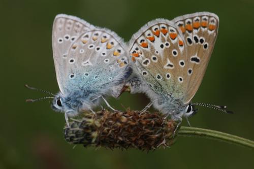 Polyommatus icarus