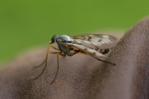 Réf. 55 367 : Rhagio scolopaceus