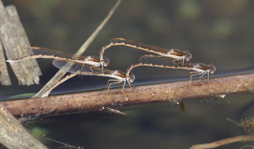 Sympecma fusca
