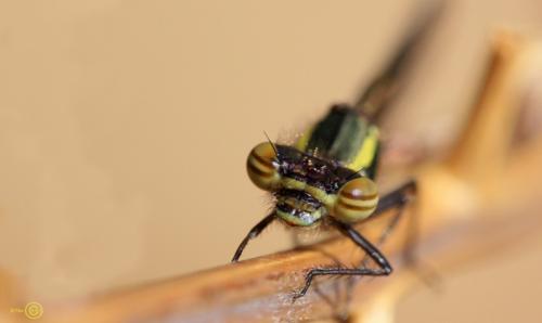 Pyrrhosoma nymphula