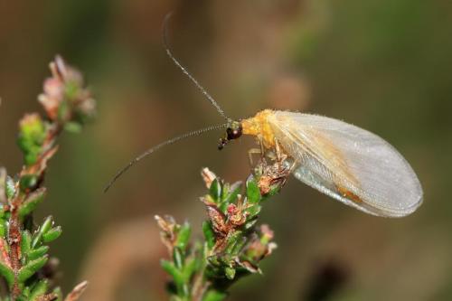 Hemerobius nitidulus