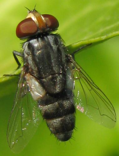 Miltogramma sp.