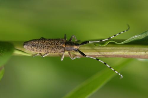 Réf. 55 634 : Agapanthia villosoviridescens
