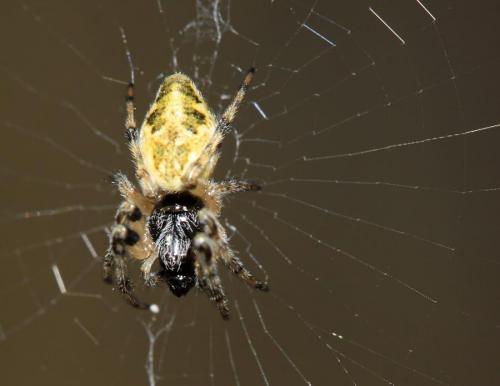 Réf. 55 822 : Cyclosa conica