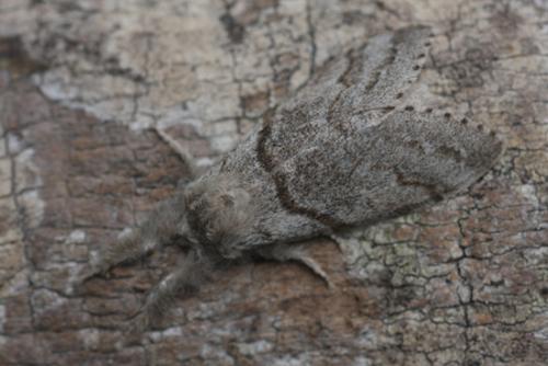 Réf. 55 427 : Calliteara pudibunda