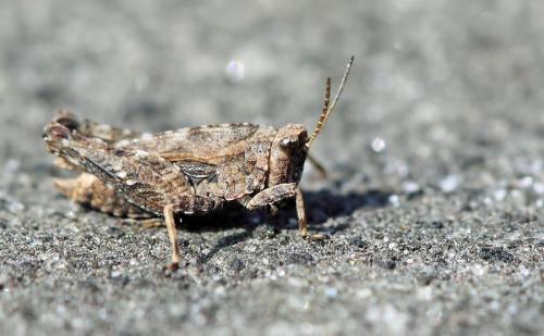 Réf. 55 897 : Tetrix undulata