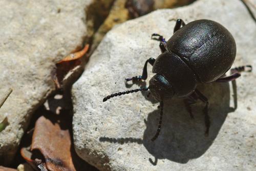 Timarcha goettingensis