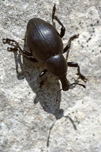 Réf. 55 695 : Liparus dirus
