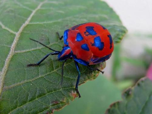 Tectocoris diophthalmus