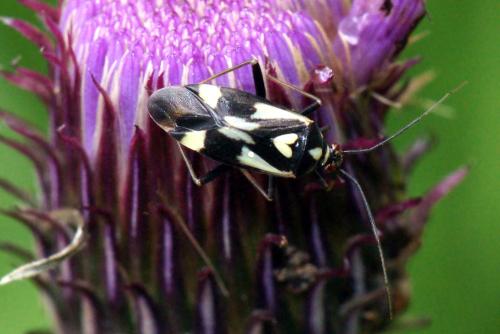 Réf. 55 298 : Grypocoris sexguttatus