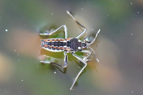 Velia sp.