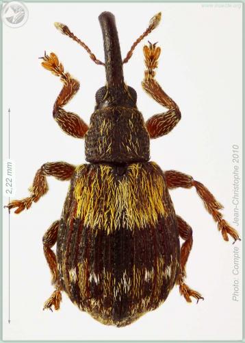 Réf. 55 979 : Ixapion variegatum