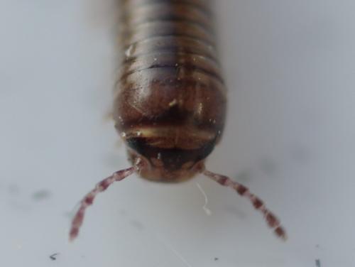 Réf. 55 718 : Cylindroiulus caeruleocinctus