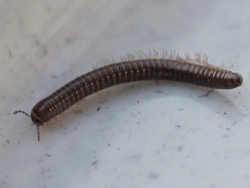 Réf. 55 719 : Cylindroiulus caeruleocinctus