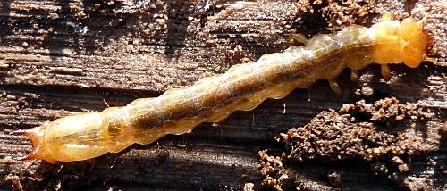 Réf. 55 664 : Pyrochroa sp.