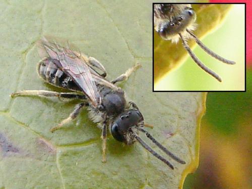 Lasioglossum pallens