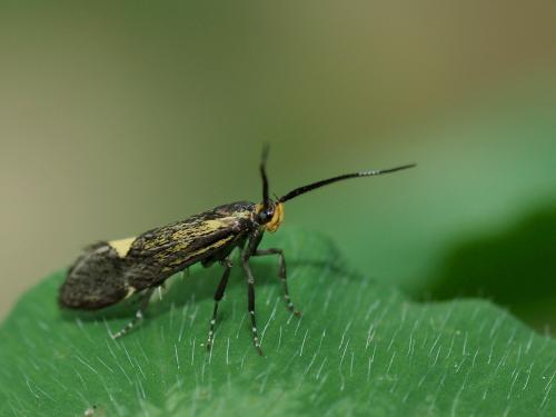 Esperia sulphurella