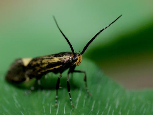 Esperia sulphurella