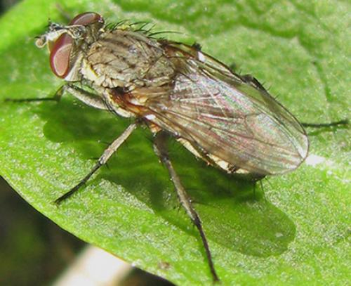 Leucophora sp.