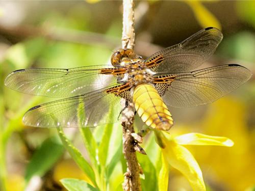 Libellula depressa