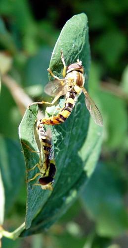 Sphaerophoria scripta