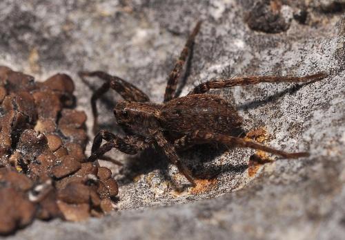 Alopecosa albofasciata