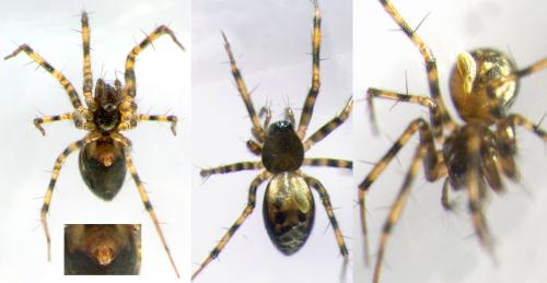 Réf. 55 468 : Lepthyphantes minutus