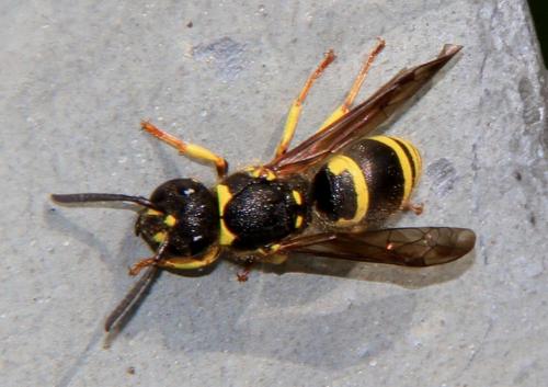 Réf. 55 867 : Ancistrocerus sp.