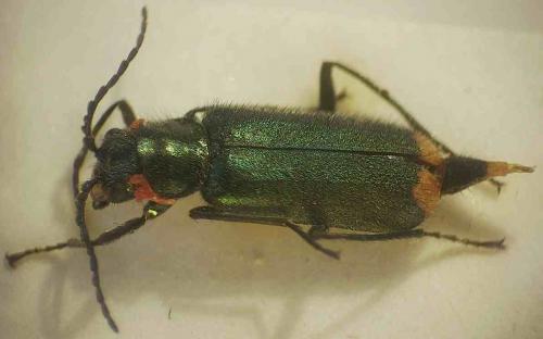 Malachius bipustulatus