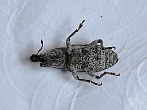 Réf. 55 947 : Mecaspis alternans