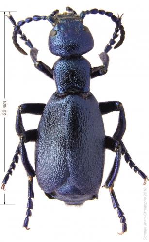 Meloe sp.