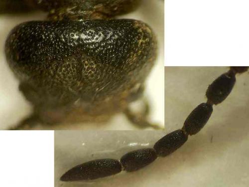Réf. 55 100 : Meloe mediterraneus