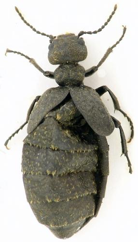 Meloe sp.