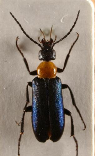 Zonitodema sp.