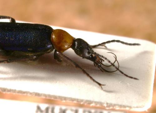 Zonitodema sp.