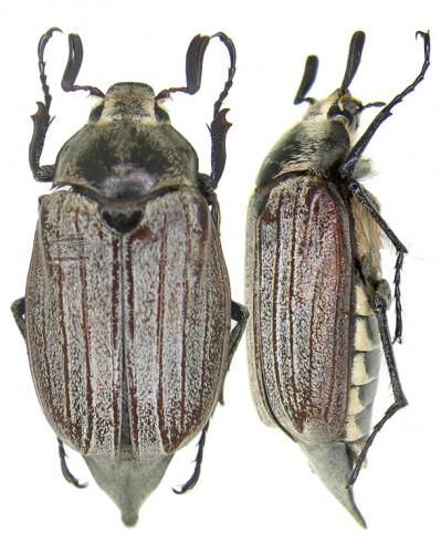 Melolontha kraatzi