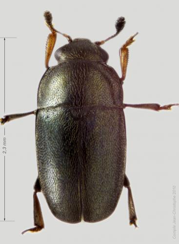 Meligethinae