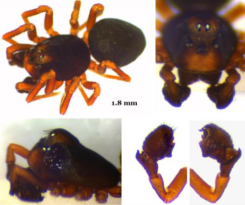 Troxochrus scabriculus