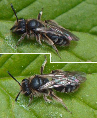 Andrena sp.