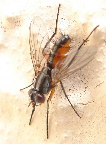 Réf. 55 920 : Mintho rufiventris