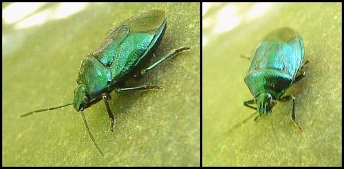 Zicrona caerulea