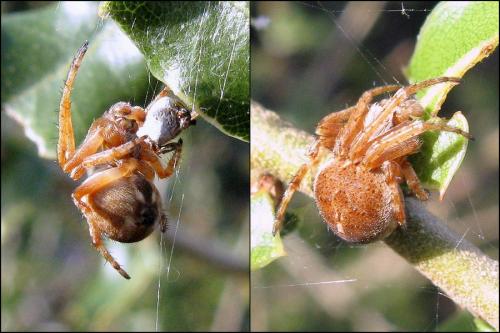 Agalenatea redii