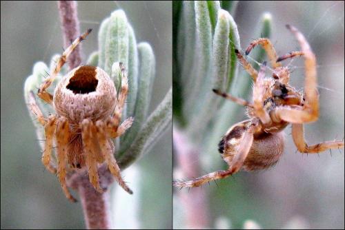 Agalenatea redii