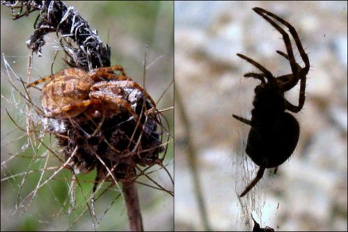 Agalenatea redii