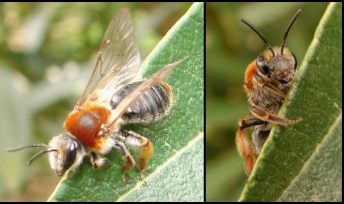 Andrena haemorrhoa