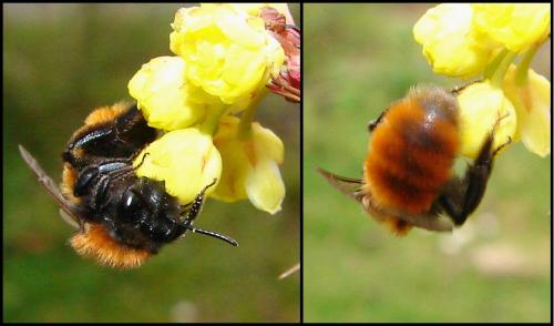 Réf. 55 198 : Andrena fulva