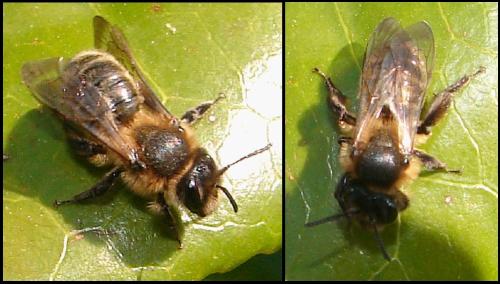 Réf. 55 407 : Andrena bimaculata
