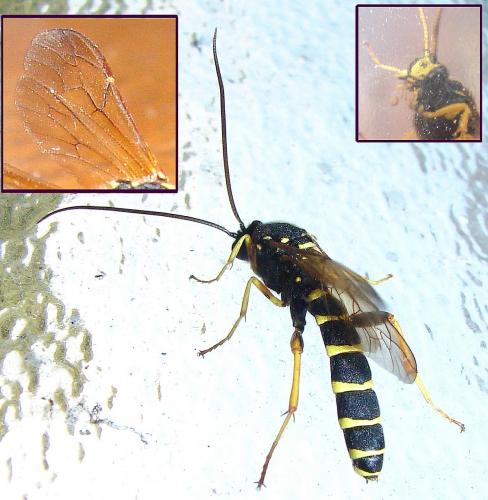 Metopius sp.