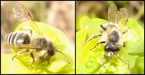 Andrena sp.